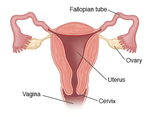 Woman's uterus, fallopian tubes, ovaries, cervix, and vagina.